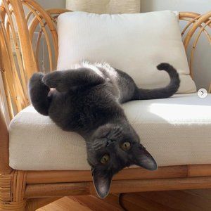Kiwi The Cat